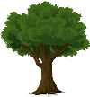 drzewo